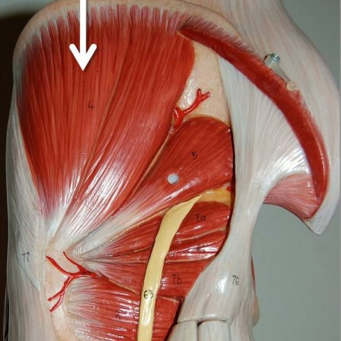 Ratsastajan istunta: Mihin pakaroita tarvitaan?